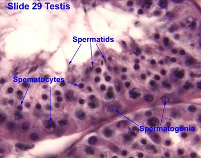 Male Reproductive